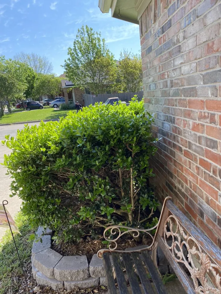 Trusted landscaping services experts serving Arlington, TX - Angel Monkey lawn crew