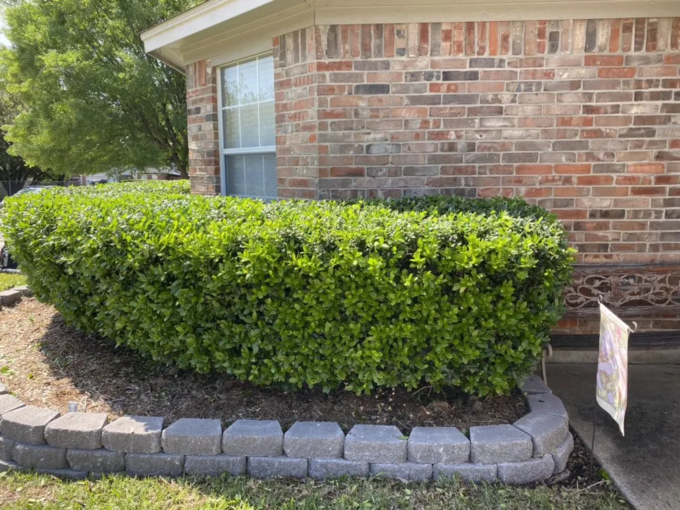 Professional lawn care service for residential properties in Arlington, TX by Angel Monkey lawn crew