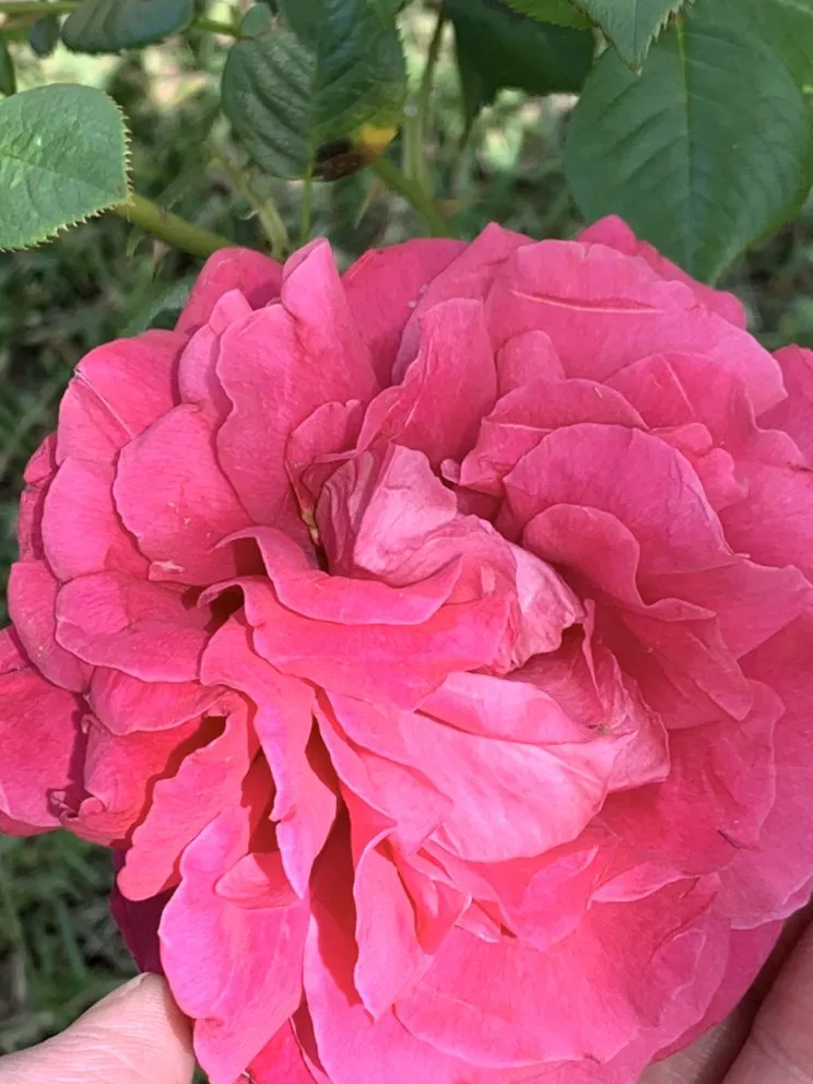 Reliable landscape design for homes in Arlington, TX by Angel Monkey lawn crew