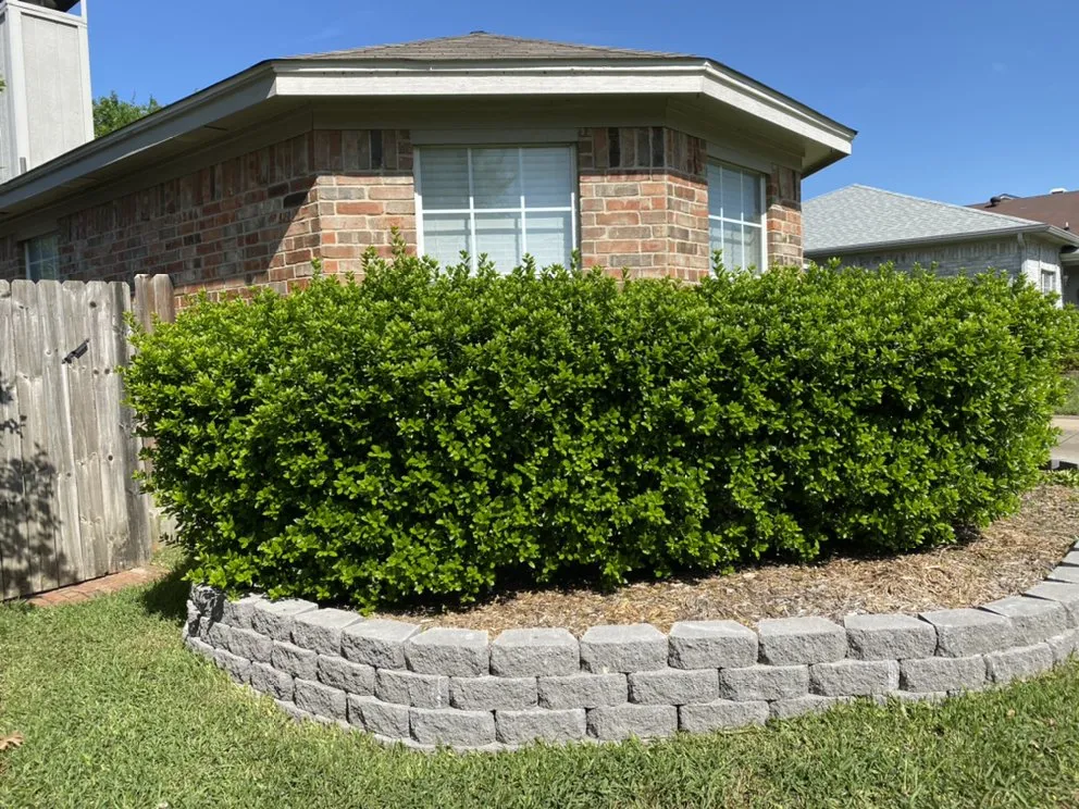 Professional yard maintenance for outdoor upgrades in Arlington, TX by Angel Monkey lawn crew