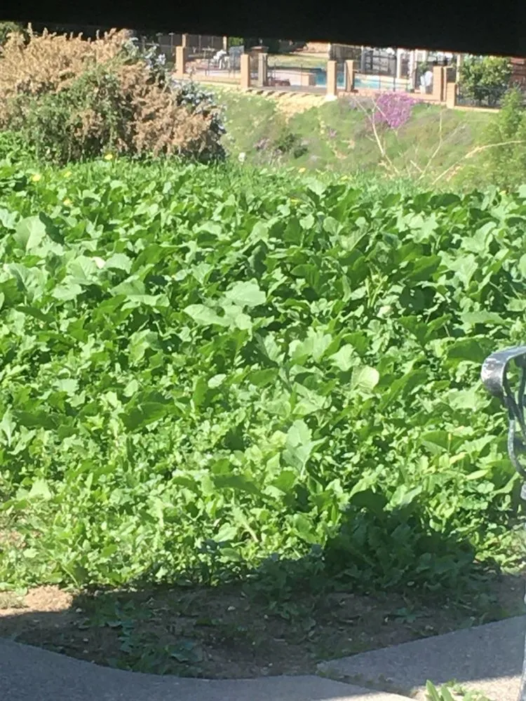 Trusted landscape installation with custom design in La Habra, CA by Angel Torres Landscape