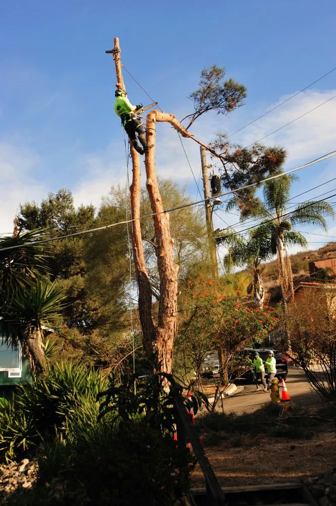 Trusted lawn care service in Vista, CA by Angel Tree Care