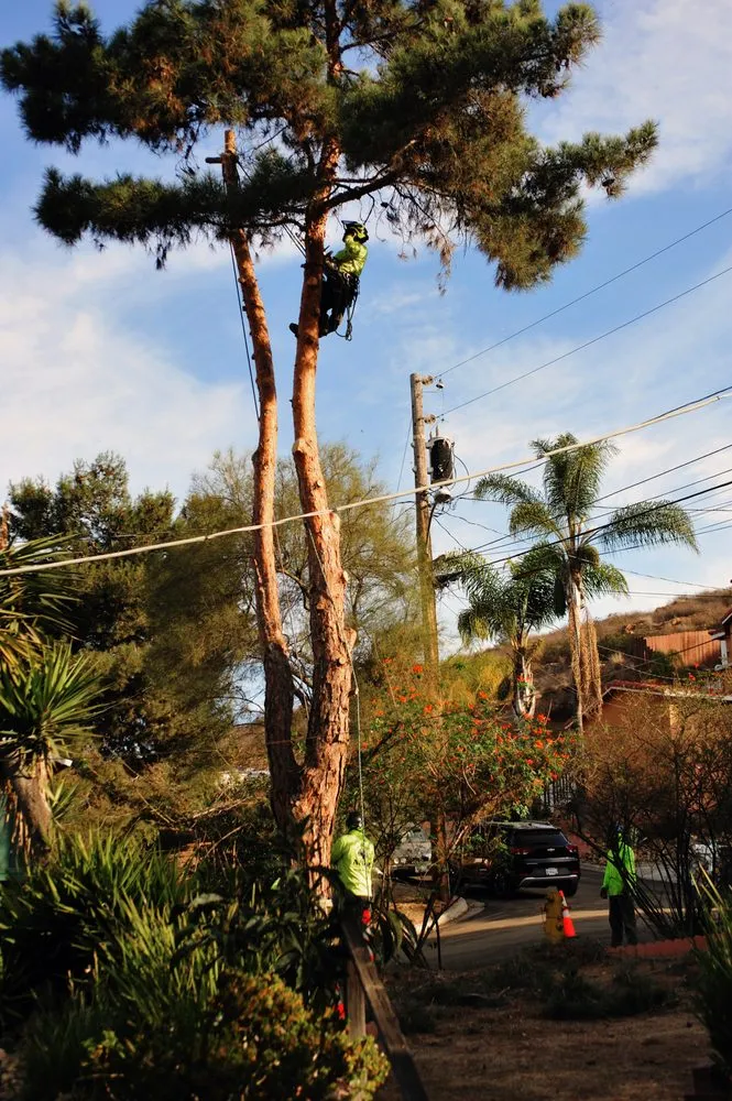 Affordable yard cleanup service experts serving Vista, CA - Angel Tree Care