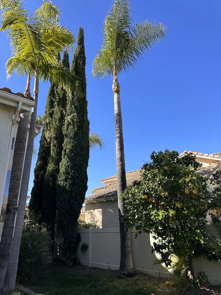 Professional landscape design experts serving Vista, CA - Angel Tree Care