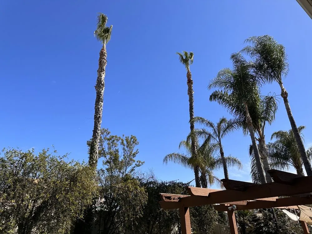 Custom landscaping services for year-round maintenance in Vista, CA by Angel Tree Care