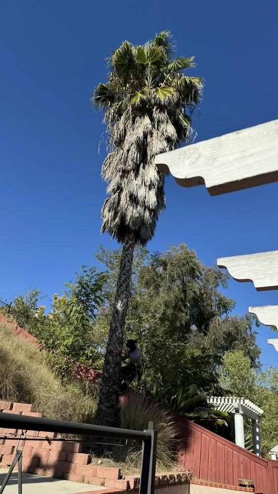 Custom lawn mowing service in Vista, CA - Angel Tree Care