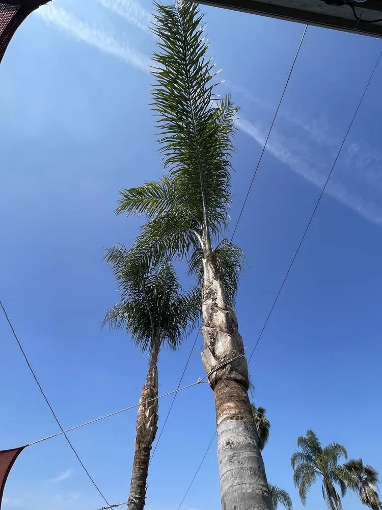 Custom landscape design experts serving Vista, CA - Angel Tree Care