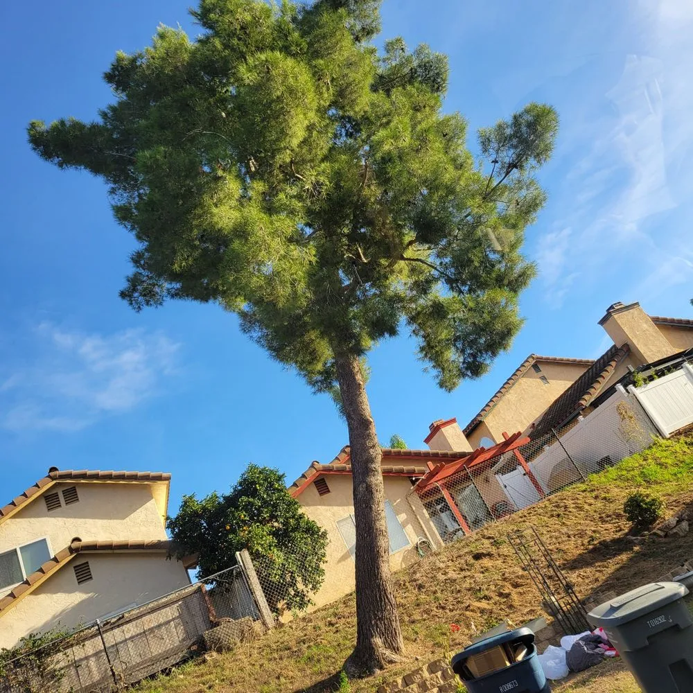 Local residential landscaping experts serving Vista, CA - Angel Tree Care