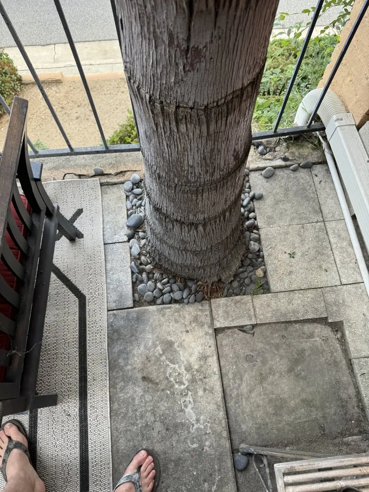 Custom landscape design in Vista, CA by Angel Tree Care