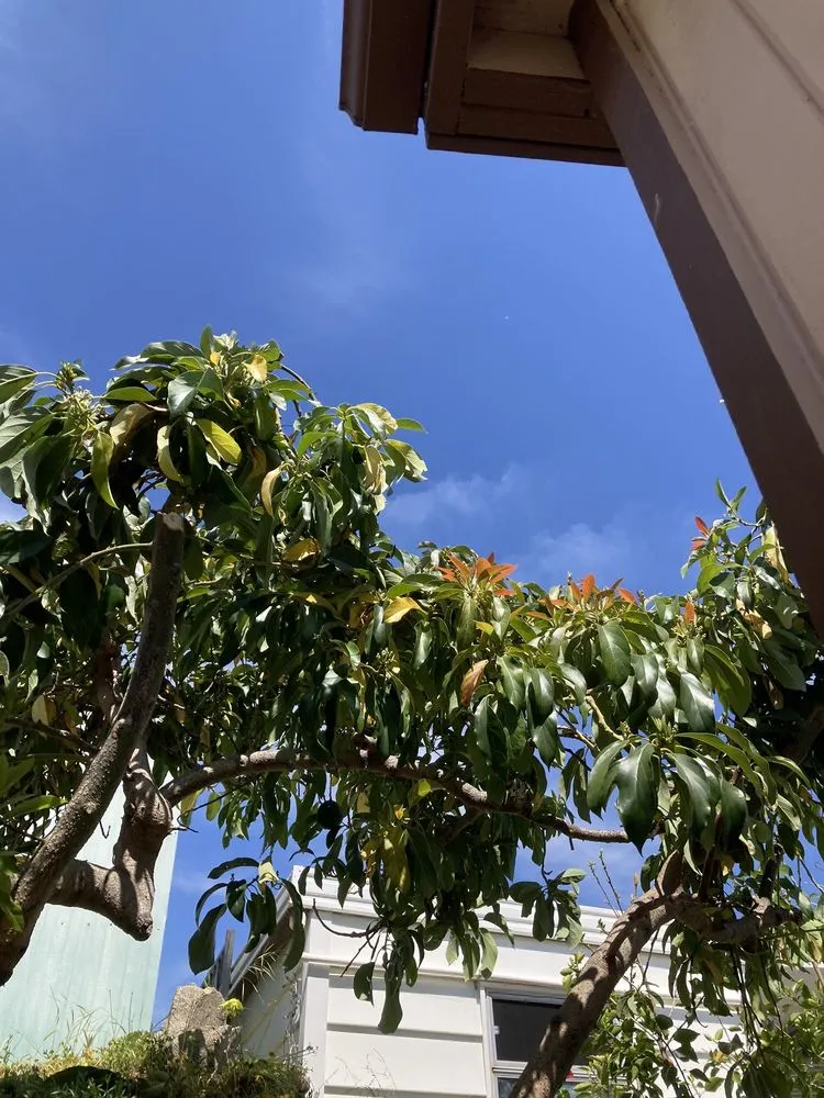 Trusted landscape installation for beautiful yards across Vista, CA - Angel Tree Care