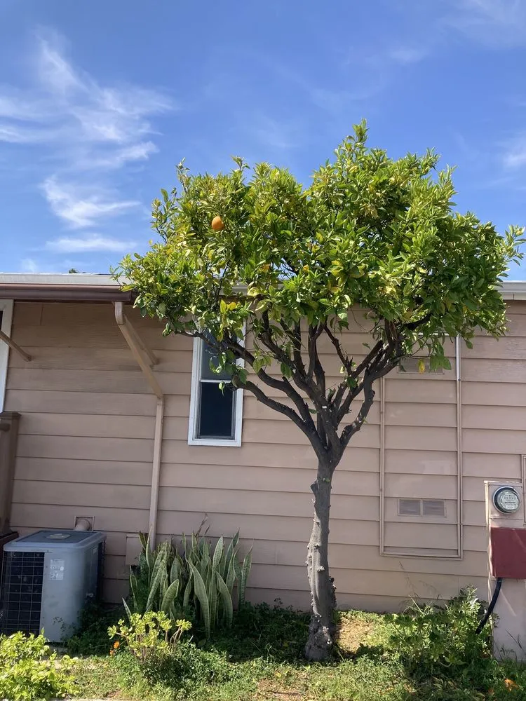 Professional garden landscaping in Vista, CA - Angel Tree Care