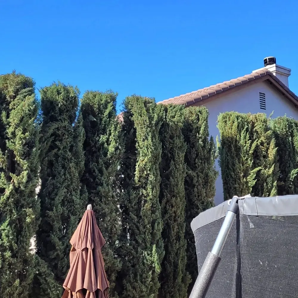 Professional lawn care service near you across Vista, CA - Angel Tree Care