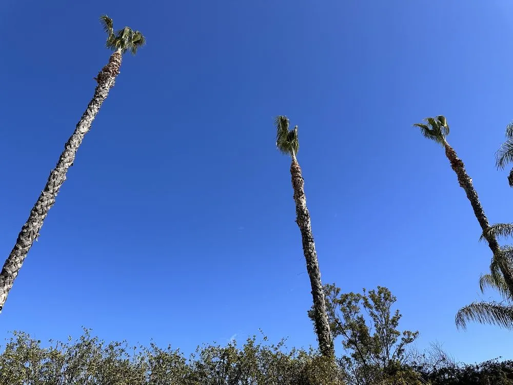 Professional landscape installation for homes in Vista, CA by Angel Tree Care