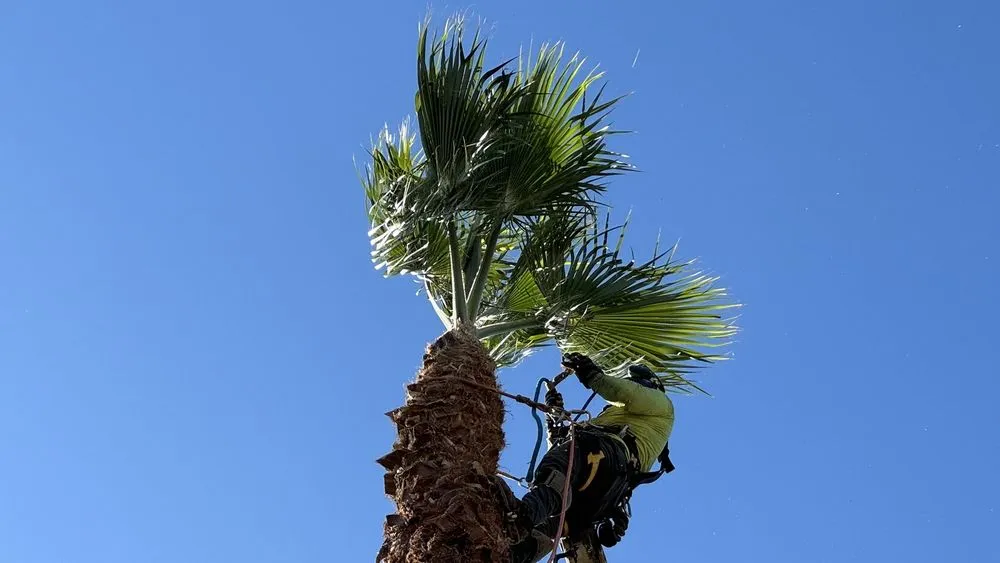 Trusted residential landscaping in Vista, CA - Angel Tree Care