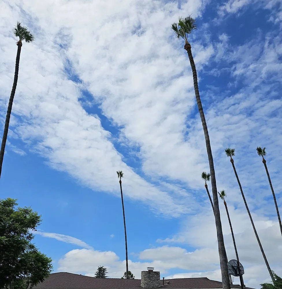 Reliable outdoor landscaping in Vista, CA - Angel Tree Care