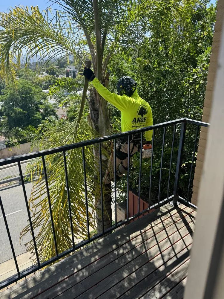 Reliable residential landscaping experts serving Vista, CA - Angel Tree Care