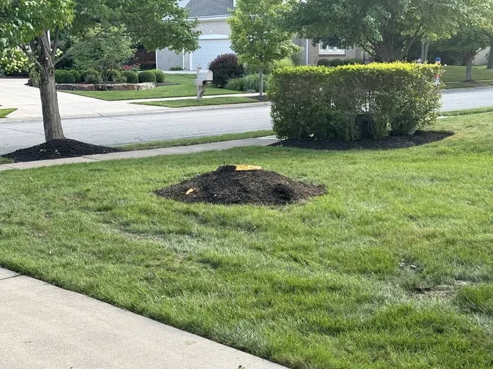 Local yard maintenance for outdoor upgrades across Indianapolis, IN - Angel Tree Removal