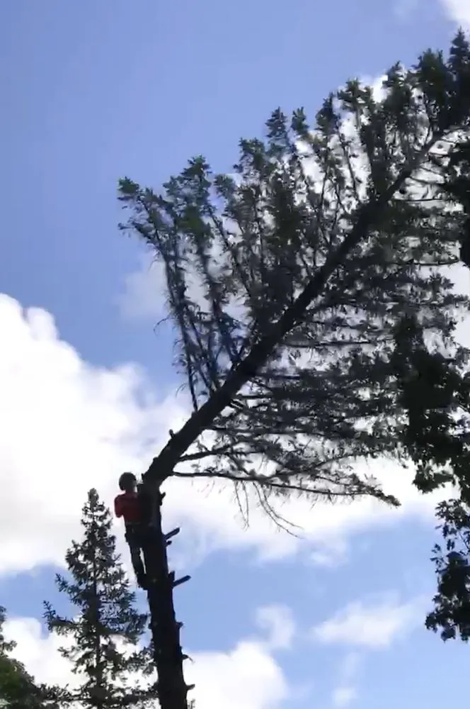 Affordable residential landscaping for homes in Milwaukee, WI by Angel Tree Solutions