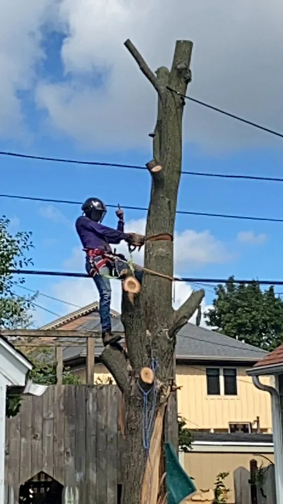 Reliable lawn care service experts serving Milwaukee, WI - Angel Tree Solutions