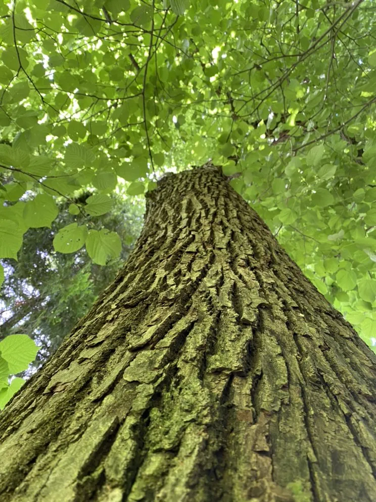 Top-rated landscape design for beautiful yards across Milwaukee, WI - Angel Tree Solutions