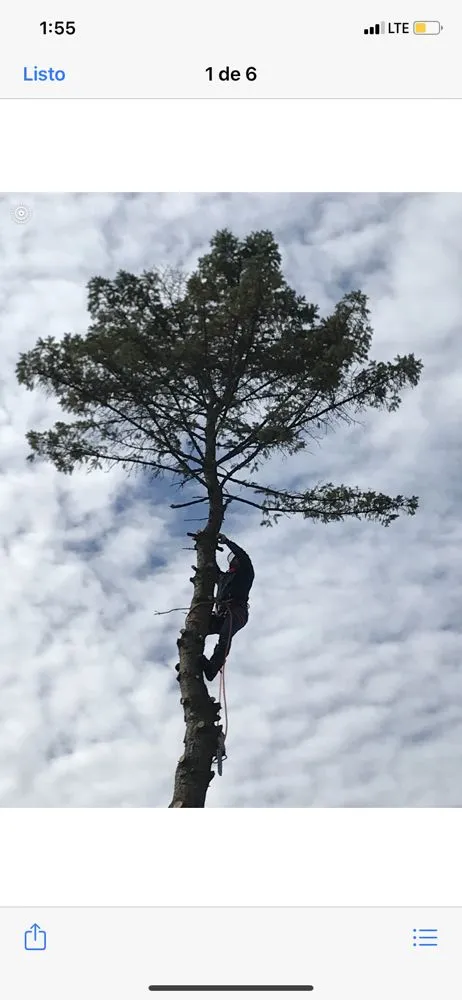 Custom garden landscaping near you in Milwaukee, WI by Angel Tree Solutions