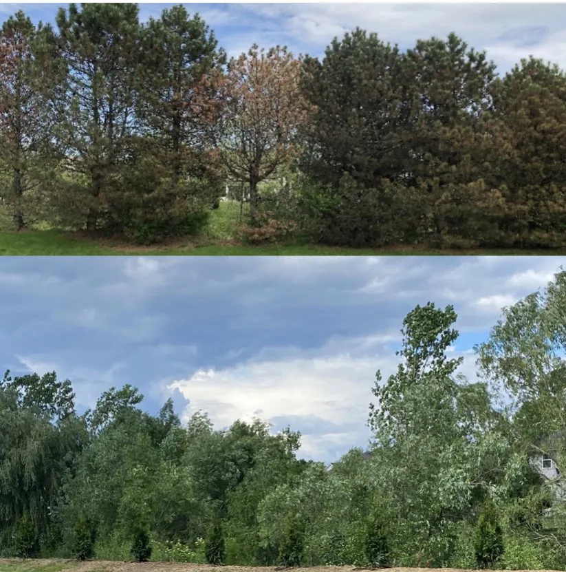 Custom landscaping services experts serving Milwaukee, WI - Angel Tree Solutions