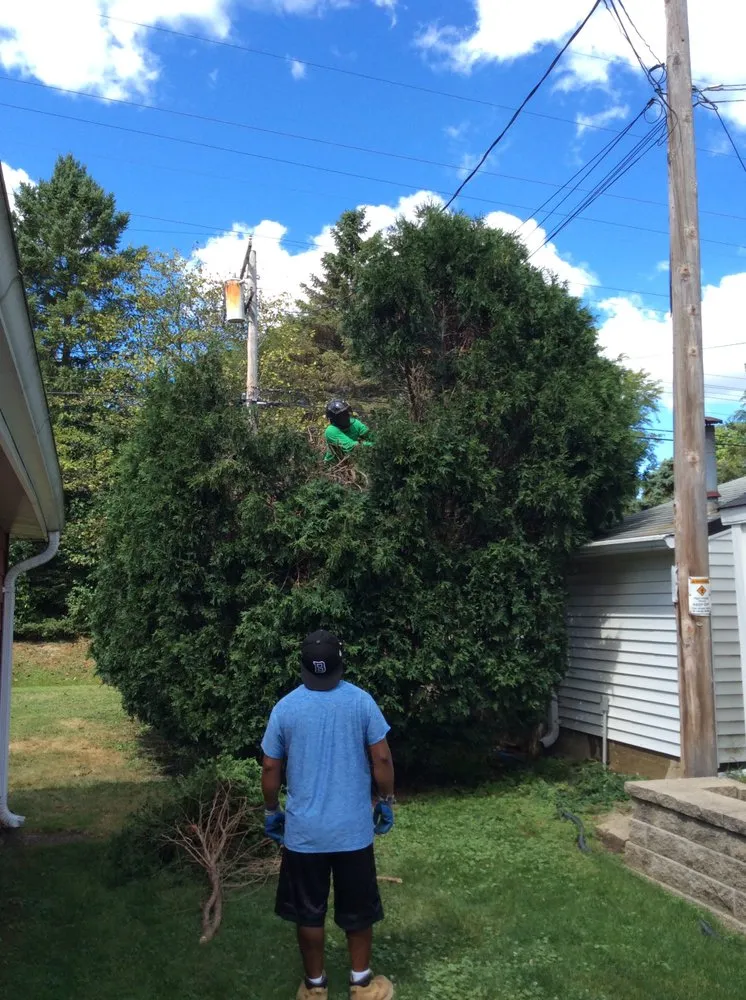 Top-rated yard cleanup service experts serving Milwaukee, WI - Angel Tree Solutions