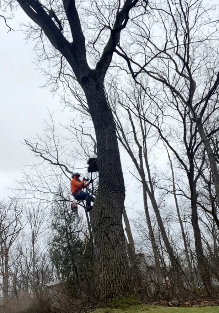 Professional yard maintenance for residential properties in Milwaukee, WI by Angel Tree Solutions