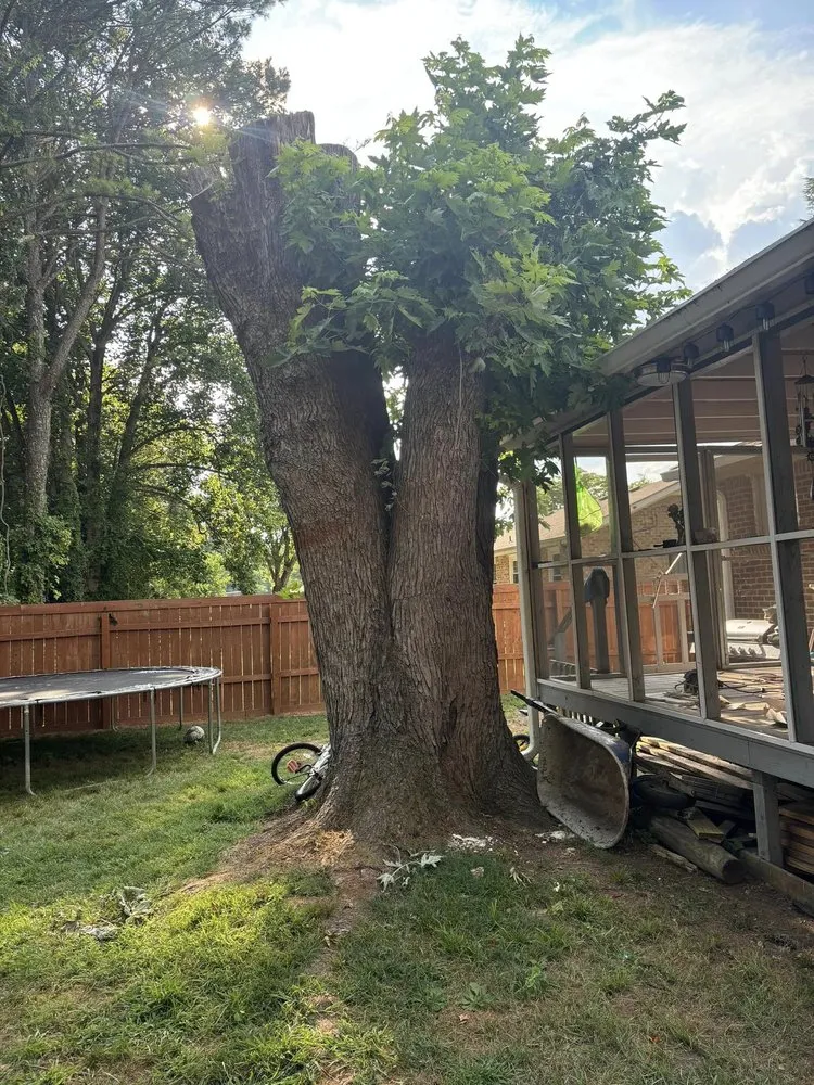 Expert lawn mowing service in Murfreesboro, TN by Angel Tree Stump Cutter Service & Trimming