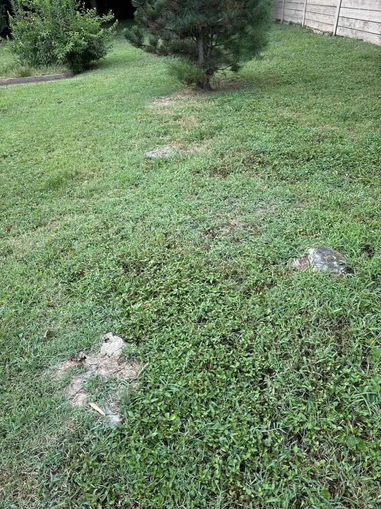 Expert lawn mowing service for beautiful yards across Murfreesboro, TN - Angel Tree Stump Cutter Service & Trimming