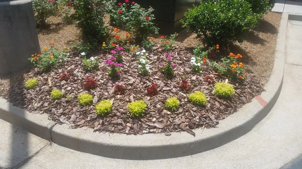 Custom yard maintenance experts serving Monroe, GA - Angel Turf Lawn Care