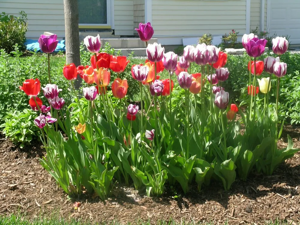 Trusted lawn care service experts serving Falmouth, MA - Angela Rose Gardens