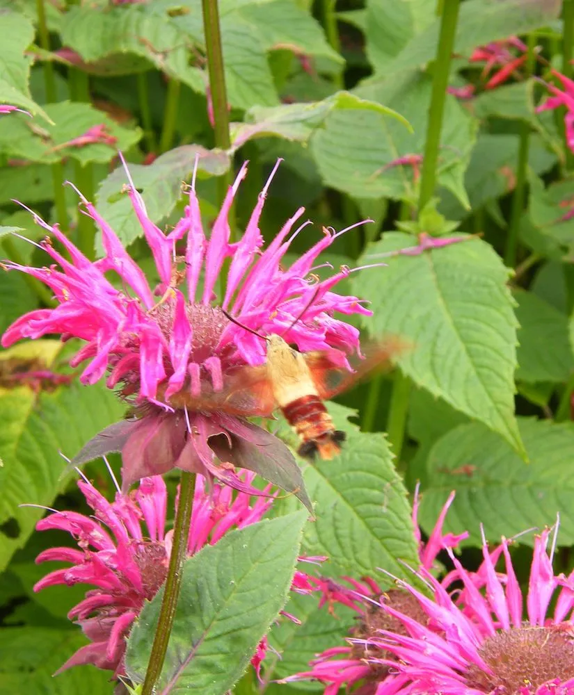 Reliable garden landscaping experts serving Falmouth, MA - Angela Rose Gardens