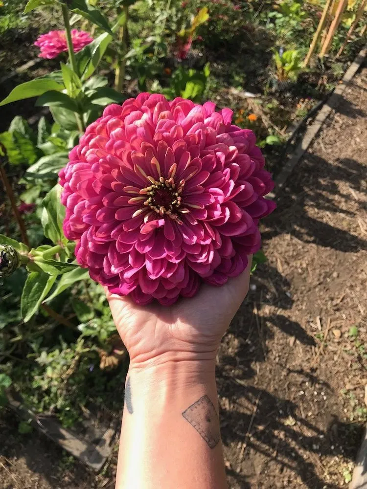 Affordable yard cleanup service experts serving San Francisco, CA - Angela's Garden Health and Maintenance