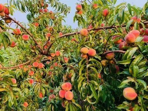 Expert landscape design in San Francisco, CA - Angela's Garden Health and Maintenance