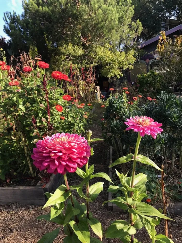 Reliable landscaping services in San Francisco, CA - Angela's Garden Health and Maintenance