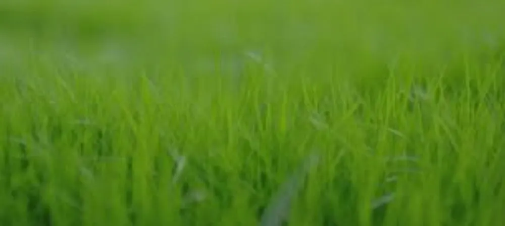 Trusted landscape installation in Pace, FL by Angela's Lawn Care