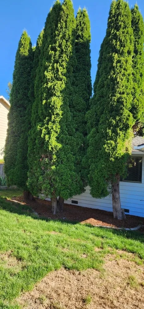 Expert yard maintenance in Marysville, WA - Angeles Landscaping