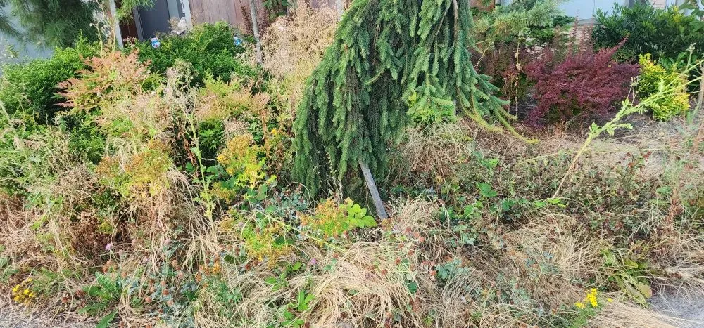 Reliable yard maintenance in Marysville, WA - Angeles Landscaping