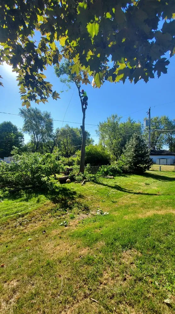 Expert lawn care service in Aurora, IL - Angeles Tree Services