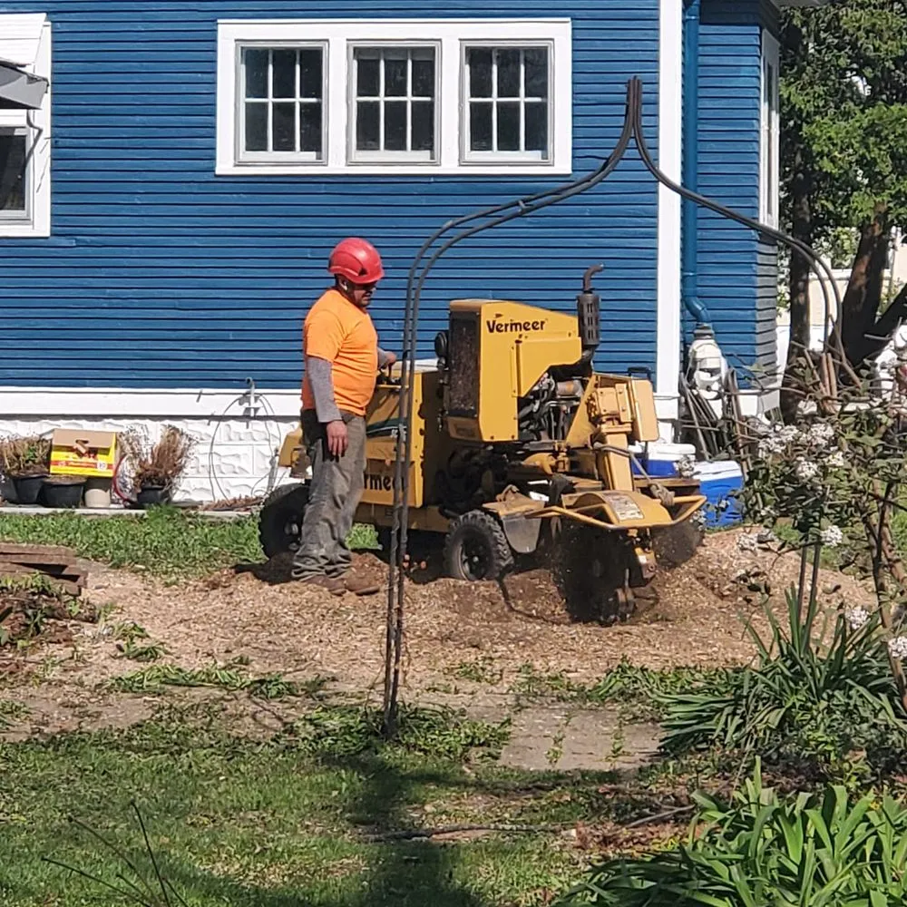 Professional yard cleanup service in Aurora, IL - Angeles Tree Services