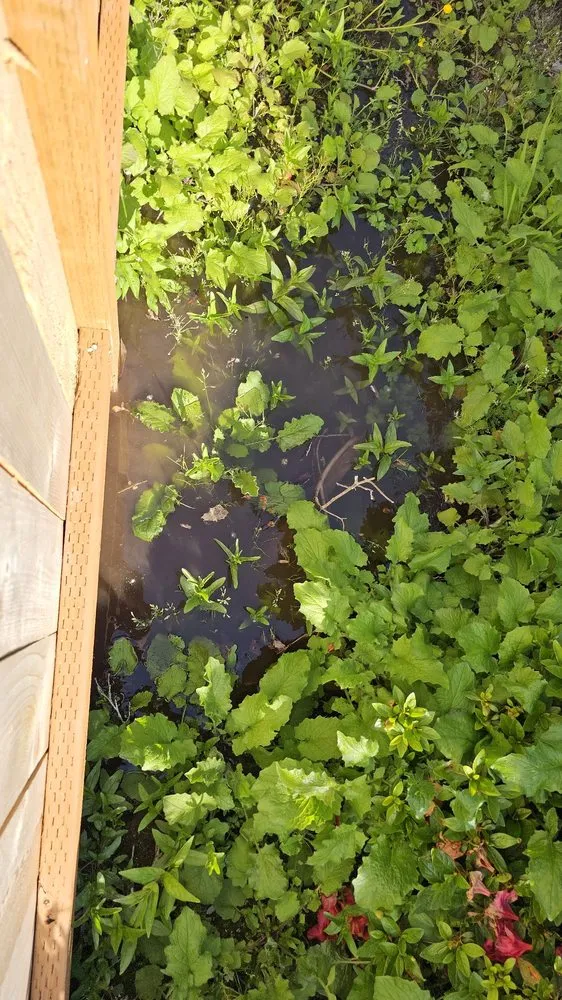 Top-rated landscaping services experts serving Seattle, WA - Angelica Landscaping