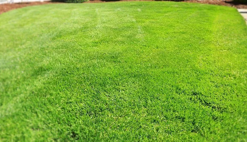 Expert landscape design in Temple, TX - Angelica's Lawn Mowing & Cleanup Service