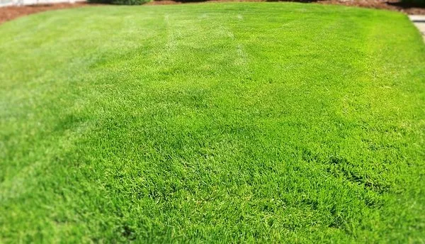 Angelica's Lawn Mowing & Cleanup Service Logo