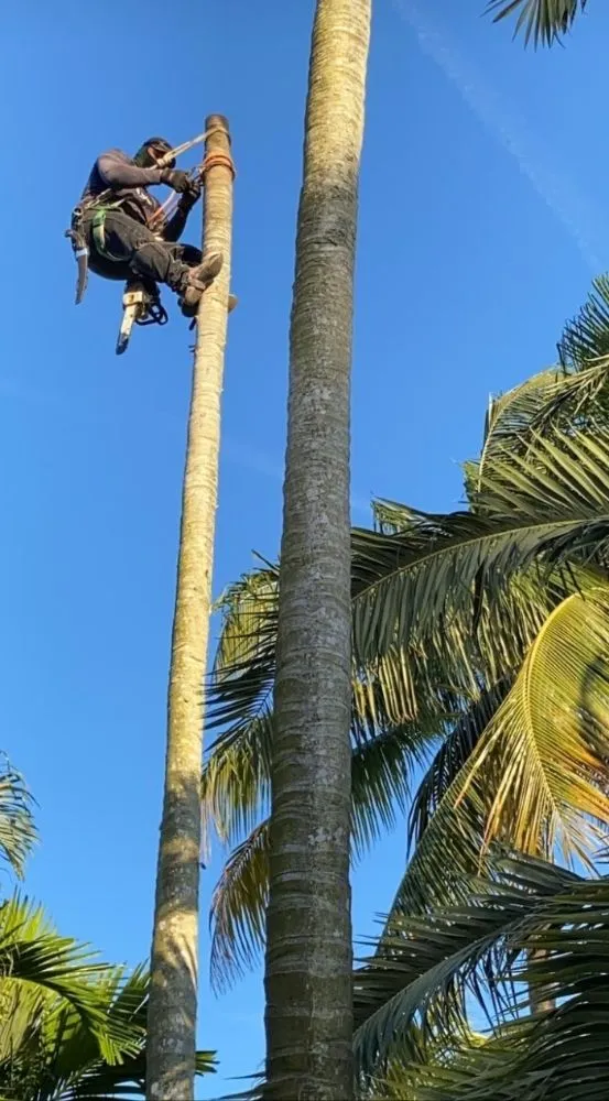 Local residential landscaping with custom design across Fort Lauderdale, FL - Angelo Landscaping Services