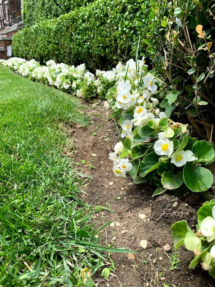 Expert lawn care service for year-round maintenance in Brooklyn, NY by Angelo Pizzirusso Landscaping