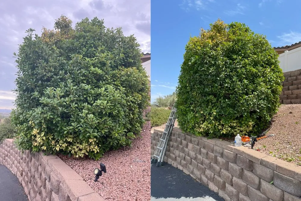 Custom landscaping services with custom design in Cottonwood, AZ by Angelo's Landscape Maintenance