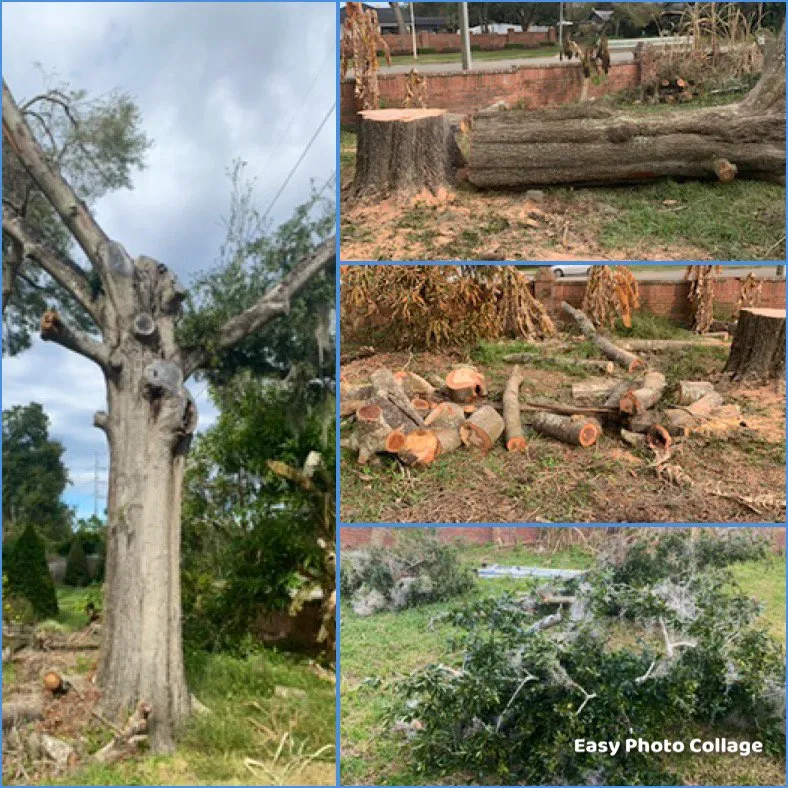 Top-rated landscaping services in Orlando, FL by Angel’s First Class Service