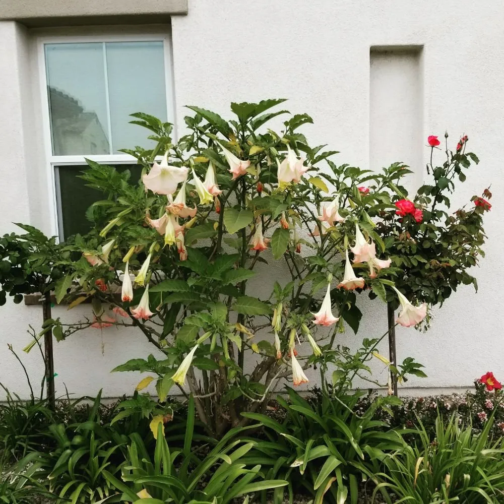 Trusted lawn care service in Simi Valley, CA by Angel's Garden Maintenance