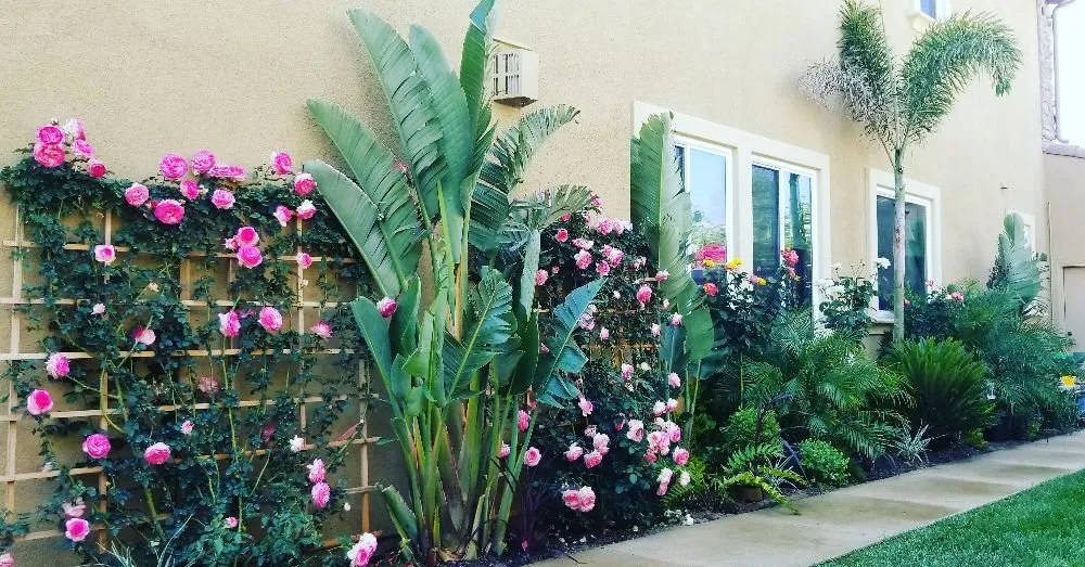 Professional yard cleanup service for outdoor upgrades in Simi Valley, CA by Angel's Garden Maintenance